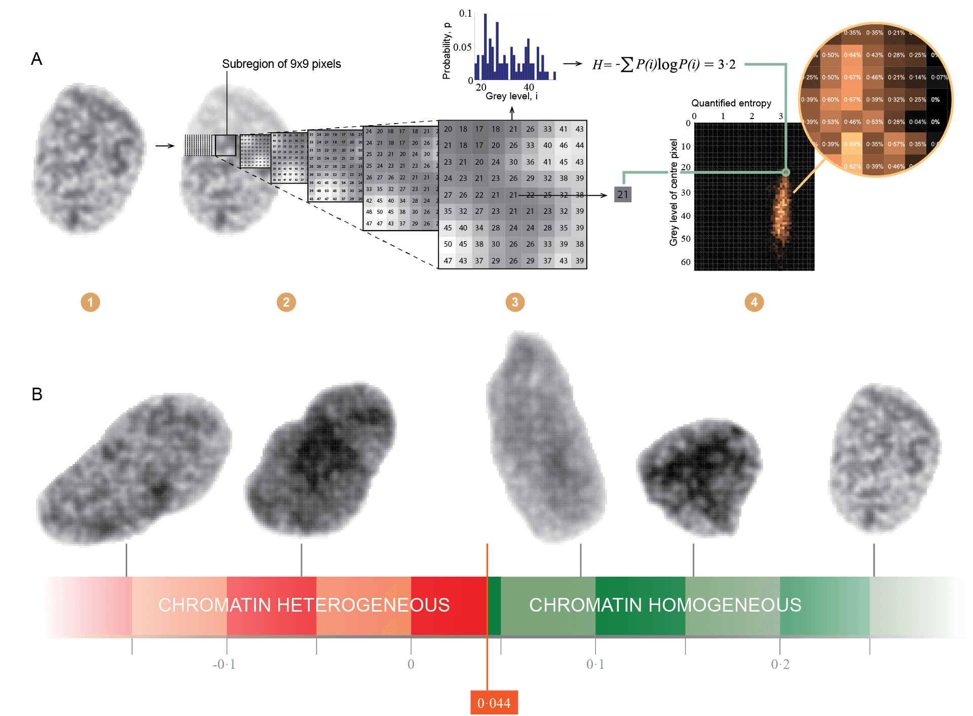 Illustration on nucleotyping. From The Lancet, copyright Andreas Kleppe