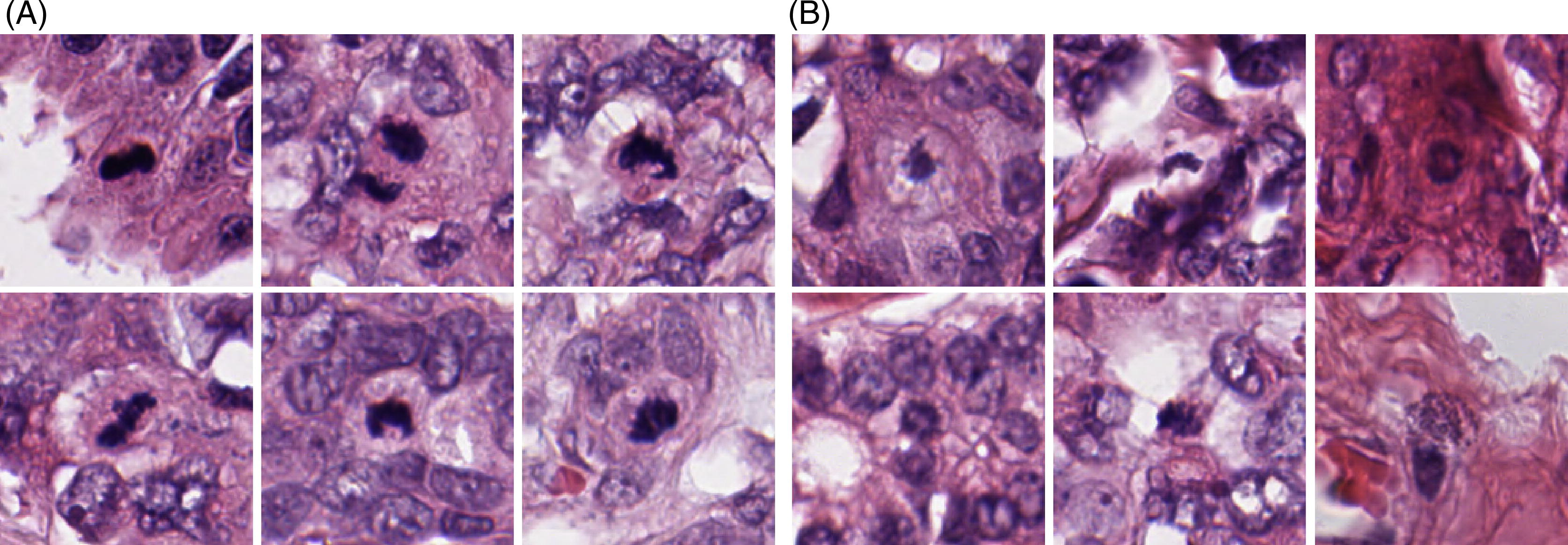 illustration Cell cycle, mitosis. by: Marian Seiergren