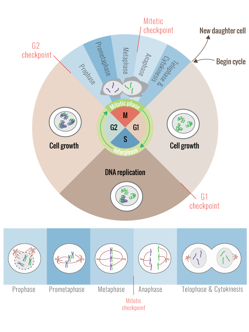 illustration Cell cycle, mitosis. by: Marian Seiergren