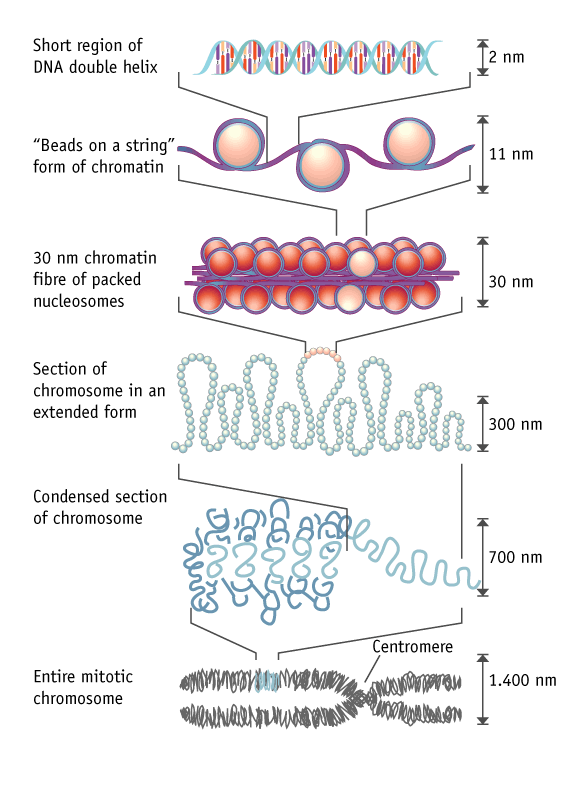 Large Scale Genomic Instability